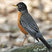 American Robin